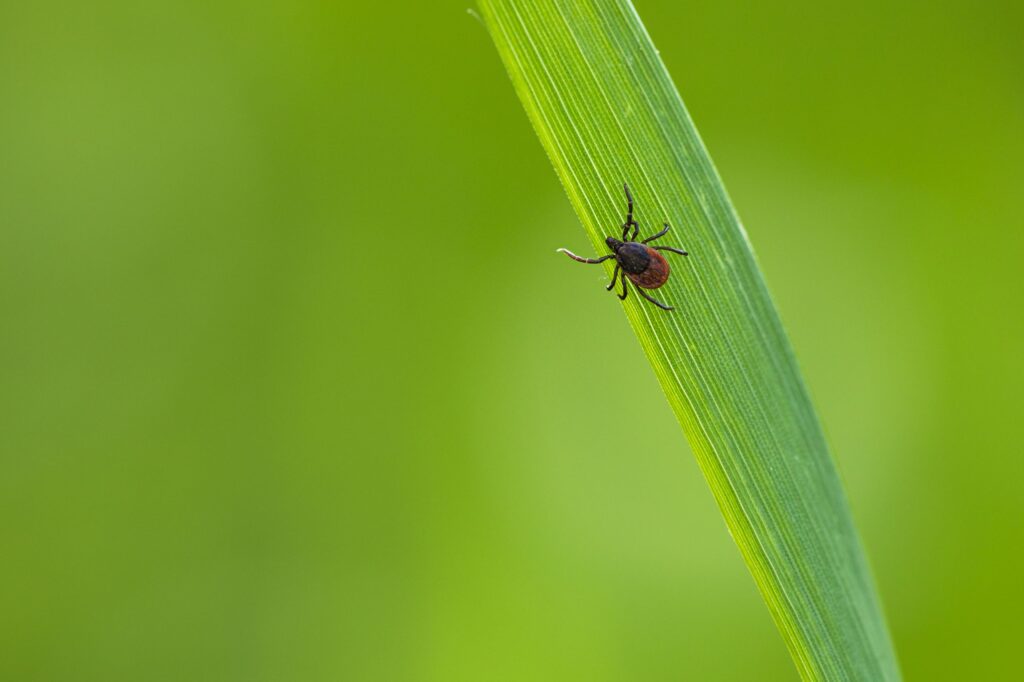 Borreliose-Behandlung-ohne-Antibiotikum-Blogbeiträge Antje Krista