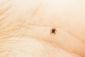 Borreliose Behandlung - Blog Antje Krista