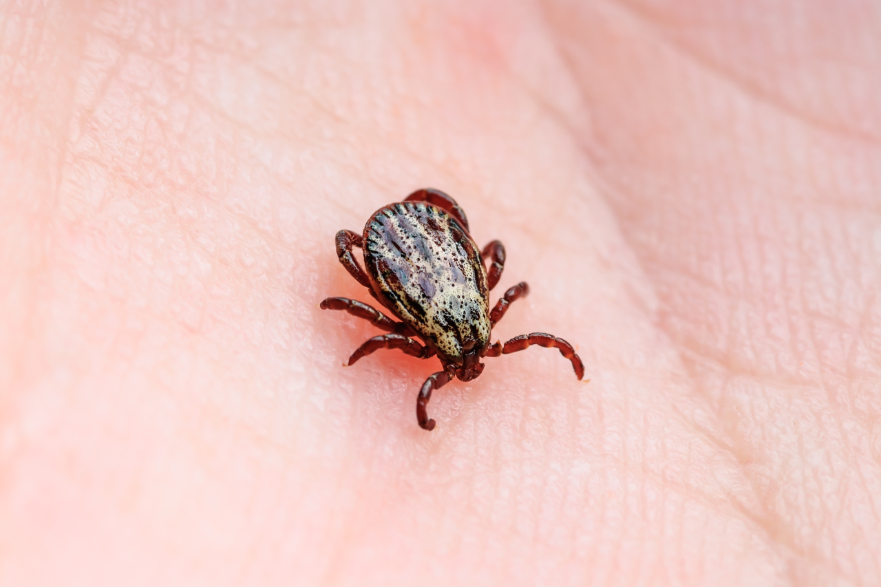 Borreliose Behandlung ohne Antibiotikum Antje Krista